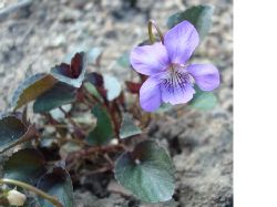 Viola Labradorica  Purpur frgade blad lila blomma