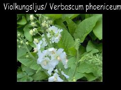 Violkungsljus1  Violkungsljus tidigt blommande sta