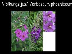 Violkungsljus  Violkungsljus tidigt blommande sta