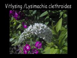 Vitlysing  Vitlysing Lysimachhia clethroides jtte fin snittblomma