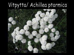 Vitpytta  Vitpytta Achillea ptarmica
