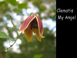 Clematis My Angel  St smblommig Clematis My Angel som blommar i juli - Augusti