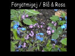 Frgtmigej Bl -Rosa  S sta dom r den rosa och bl frgtmigejen ...blommar tidigt i juni.