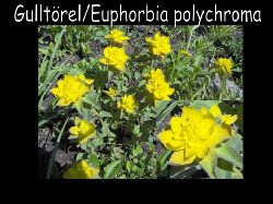 Gulltorel/Europhorbiapolycroma  Gulltrel Europhorbia polycroma