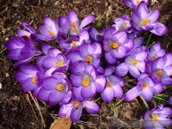 Krokus ett mste i trdgrden.