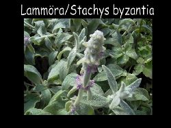 Lammora  Lammra  Stachys Byzantia