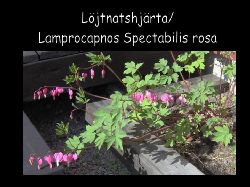 Lojtnatshjarta  Ljtnatshjrta lamprocapnos spectabilis rosa