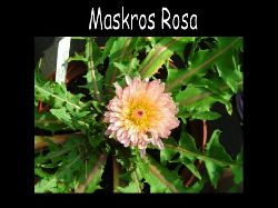 Rosa maskros  Rosa Maskros , visst r den hftig