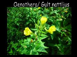 Gult Nattljus  Oenothera gult natt ljus