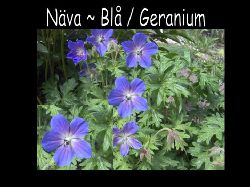 Nava  Nva Midsommar bl Geranium