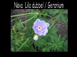 Navalila  Nva lila dubbel geranium