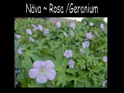 Nava  Nva Rosa geranium