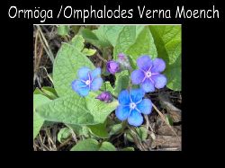 ormoga  Orm ga  Omphalodesverna Moench