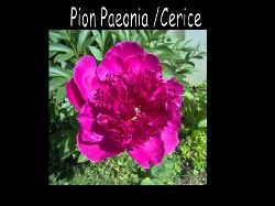 paeonia1  Paeonia Pion Cerice