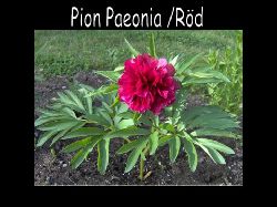 Paeonia2  Paeonia / Pion Rd