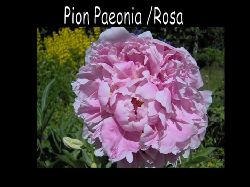 Paeonia  Paeonia / Pion Rosa