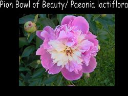 Paeonialactiflora  Paeonia Lactiflora Bowl of Beauty
