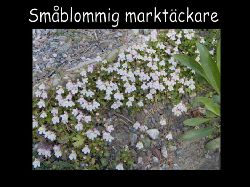 Smblommigmarktackare  Sm blommig marktckare  jtte sta rosa vita blommor