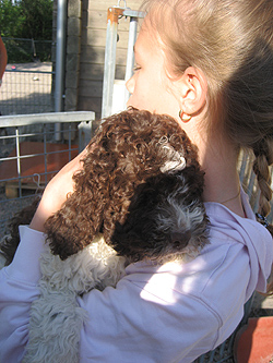 Bilder  Bilder p Lagotto som jag har fotograferat