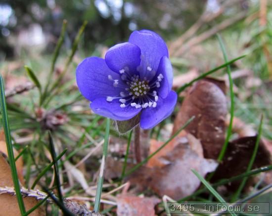 Blsipporna blommar nu ute p Bjrnudden.