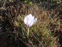 Blomma  Blomma