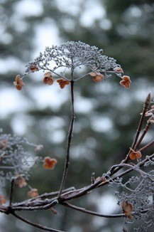 Hortensia
 
 