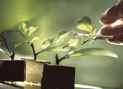 plant  oss