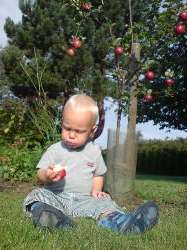 pplen frn nya ppletrdet r mmmmmmm!