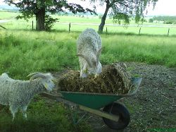 Angorageter  bock p en bal