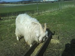 Angrageter  Bock som ter