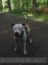 Jag tvlar med Pitbull-mixen Nellie i weight pulling