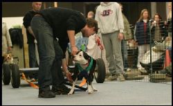 Jag tvlar med Pitbull-mixen Nellie i weight pulling