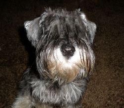 frit  Fritz

                            IMPO
 
 