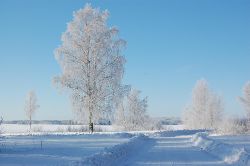 En frusen ensam Bjrk som vntar p vren men det gr vell ox mnga kajakpaddlare