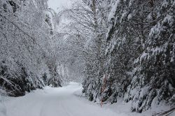 Hemväg på härliga vintervägar, har varit for lite tid i skogen den sista tiden.