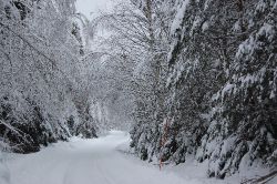 Hemvg p hrliga vintervgar, har varit for lite tid i skogen den sista tiden.