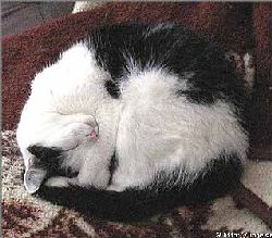 en fin katt som sover