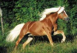 en haflinger