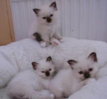 tre sm katter
