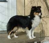 en fin hund