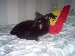 Vr katt Bagheera gr fula miner.