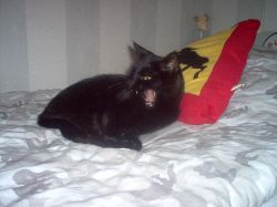 Det hr r vr svarta katt Bagheera. Coolare katt fr man leta efter!