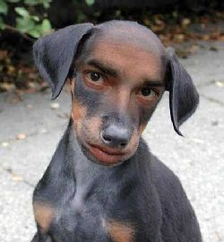 Det hr r farsan nr han sliter som en hund.