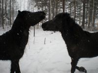FaxiochViggur  Faxi & Viggur som leker i hagen