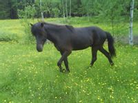 Faxisommar  Faxi i hagen