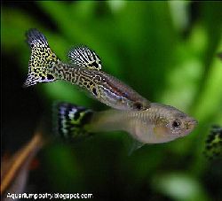 guppy  guppy