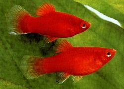 platy  platy