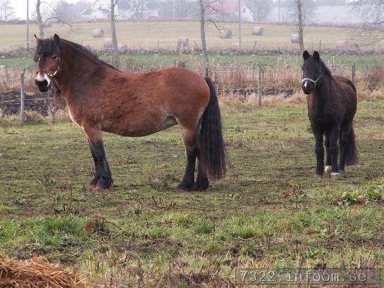 Nelly och Amadeus hsten 2011