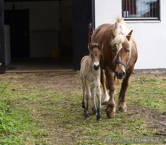 Unna med Uriel 2012