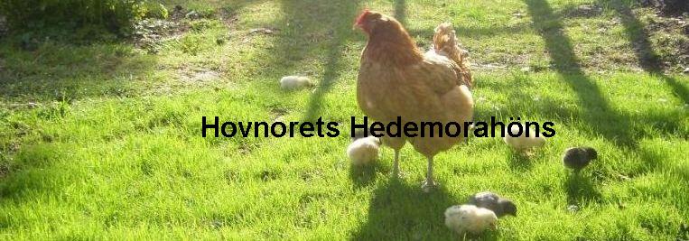 Hovnorets Hedemorahns